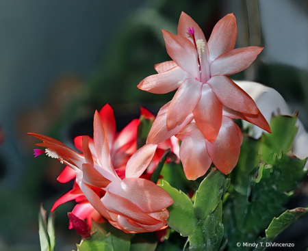 One Red One Coral Thanksgiving Cactus Flowers