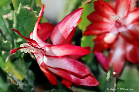 Two Red Thanksgiving Cactus Flowers