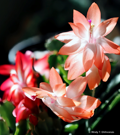 Three Thanksgiving Cactus Flowers