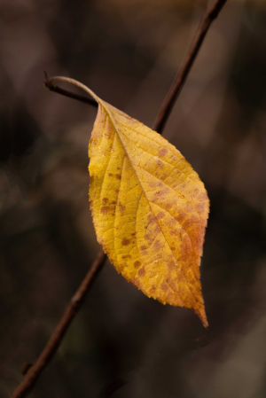 Last Leaf