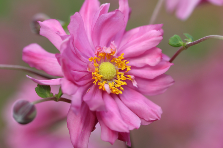 Pink Anemone