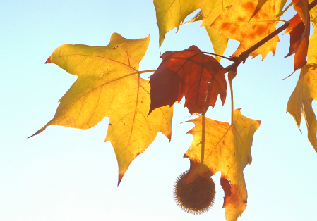 Plane tree Autumn Leaves.