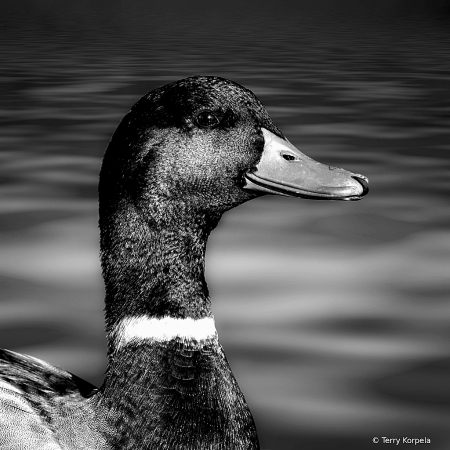 Mallard Male B&W