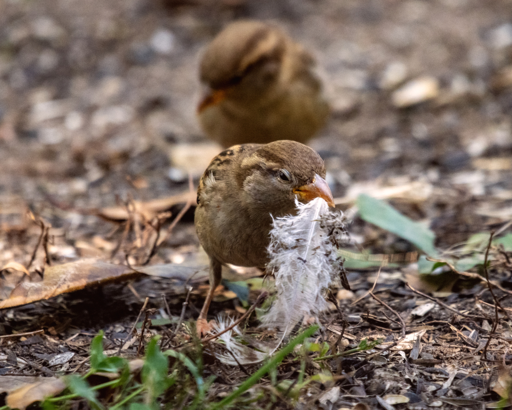 Feathering The Nest