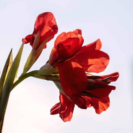 Ruby  Red Beauty!