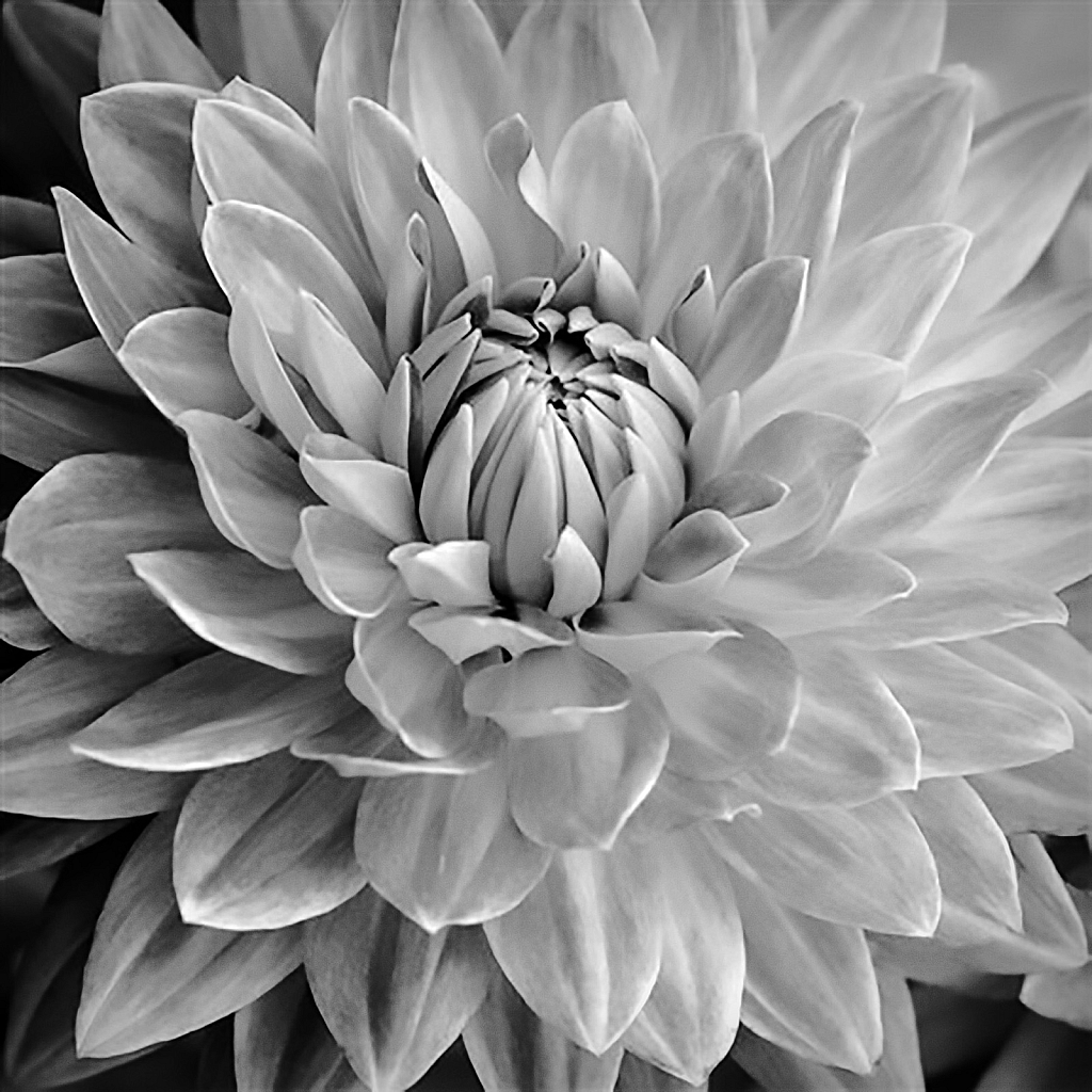 Black and White Dahlia