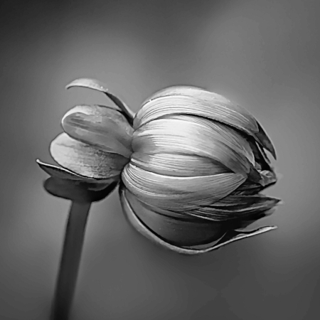 Black and White Dahlia Bud