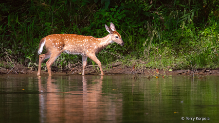 Young White-tailed deer