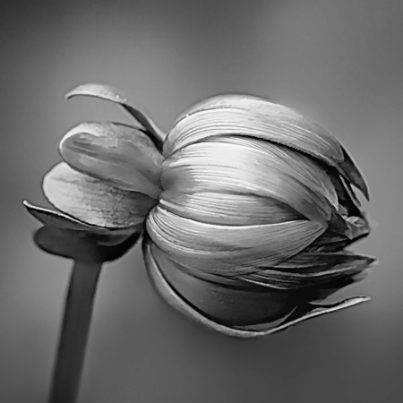 Black and White Dahlia Bud