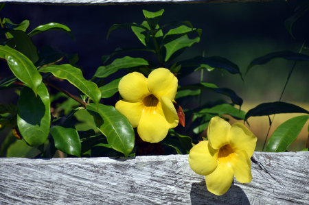 YELLOW FLOWERS