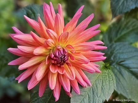 Dahlia Delight