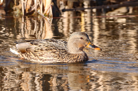 Mallard ~ female