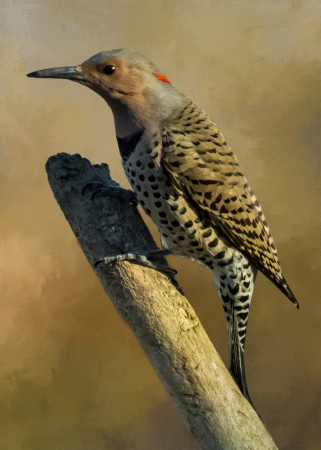 Red Bellied Woodpecker