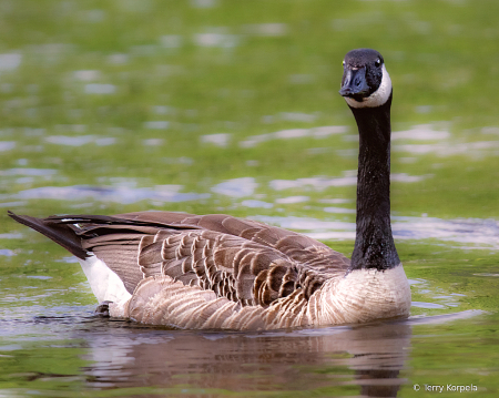 Canada Goose