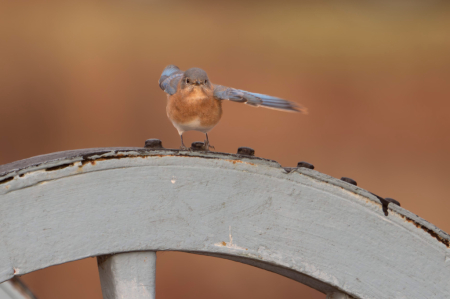 Bluebird Hand Signals