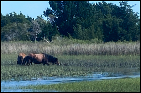 Wild Mustangs, Carrot Islsnd, NC