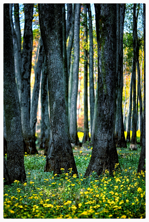 Fall Floral on Forest Floor 