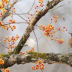 American Robin - ID: 16130148 © Cynthia Underhill