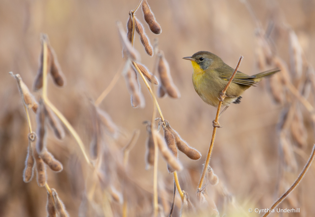 IMG 7225 Common Yellowthroat