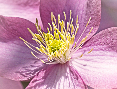 Clematis 