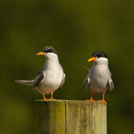 Two terns