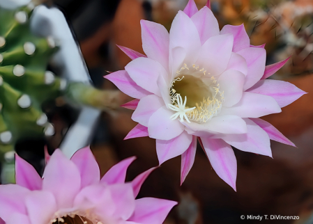 Cactus Flowers