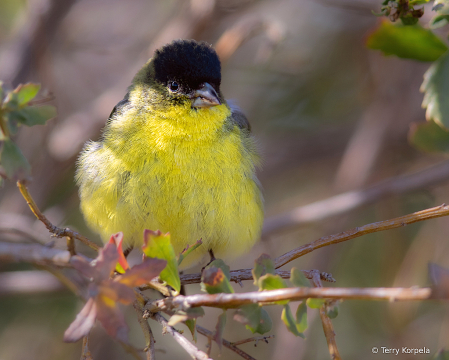 Lesser Goldfinch (male)