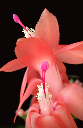 Christmas cactus detail