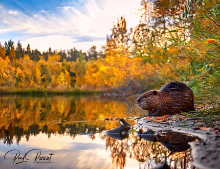 Beaver under the sun