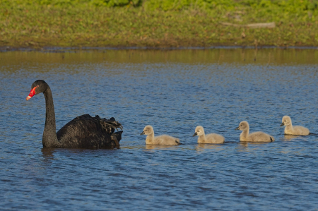 Family outing