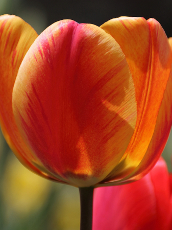 Orange tulip close-up