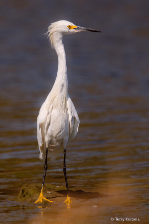 Snowy Egret