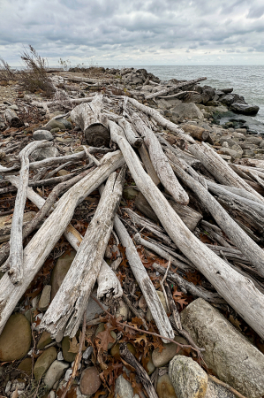 Driftwood