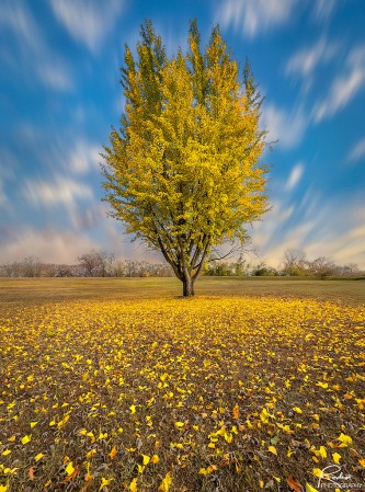 Solitary Tree in Autumn