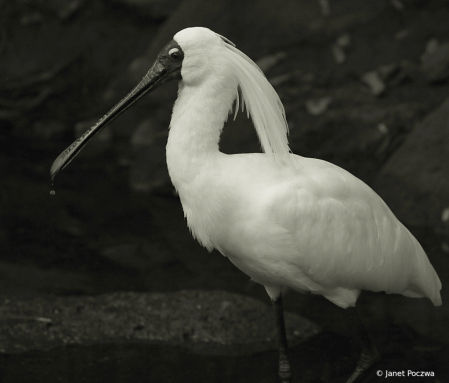 Royal Spoonbill