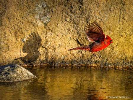 Bird Followed by  Shadow