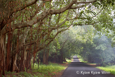 The Road from Countryside