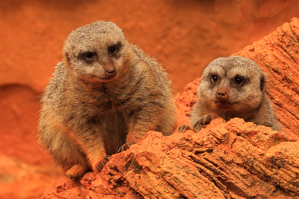 Two Meerkats