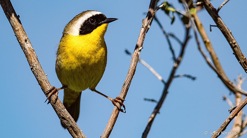 Common Yellowthroat