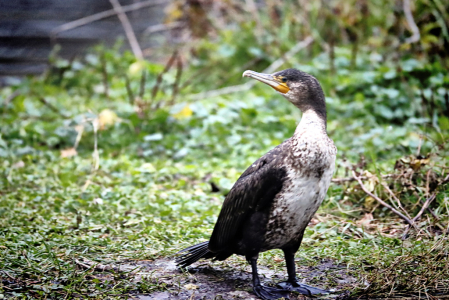 Cormorant