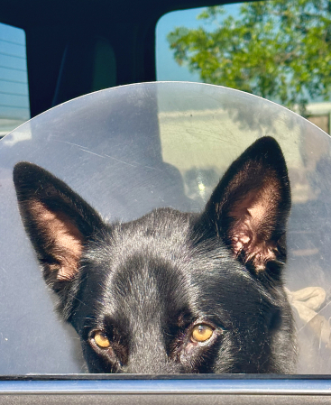 Bear, Post Surgery 