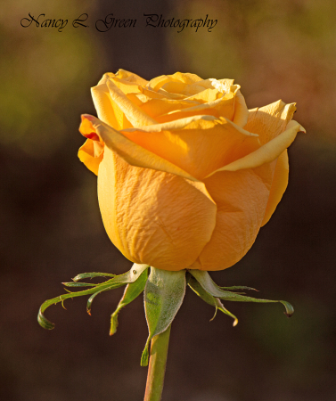 The Yellow Rose of Texas