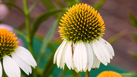 Cone Flower