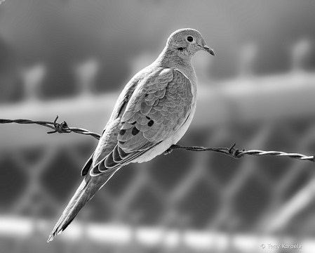 Mourning Dove B&W