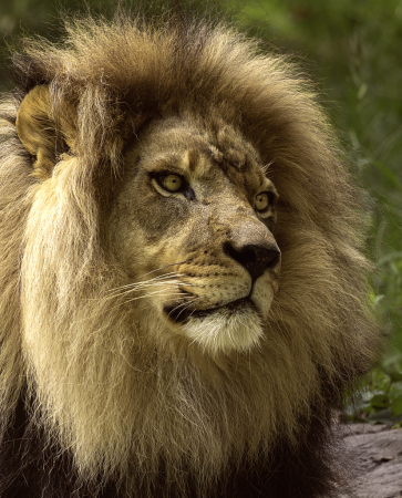 Lion Portrait