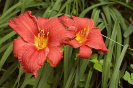 The Popular Daylily