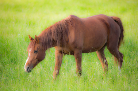 A Horse is a Horse