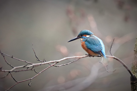 Kingfisher