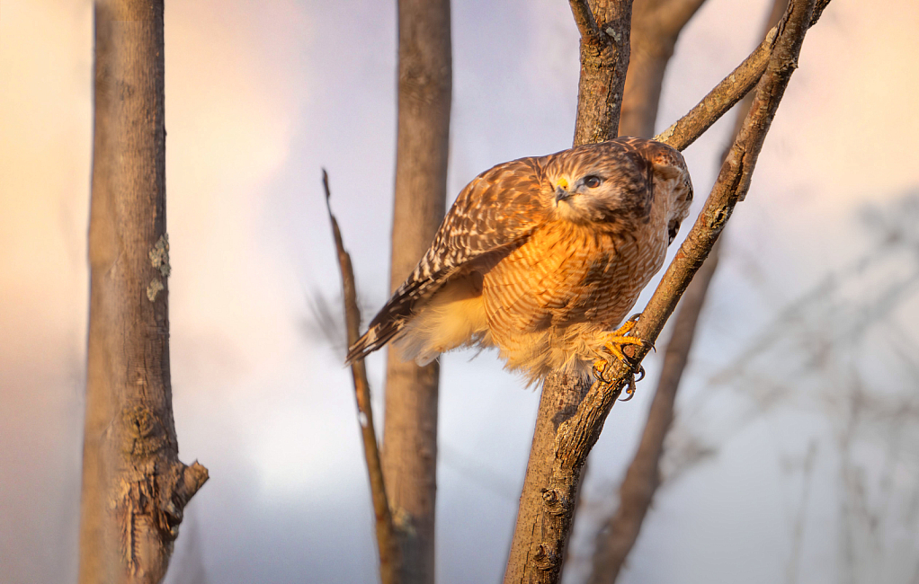 The Red Shouldered Hawk