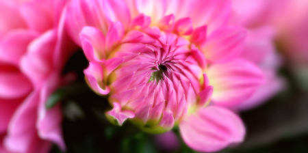 dahlia, in pink